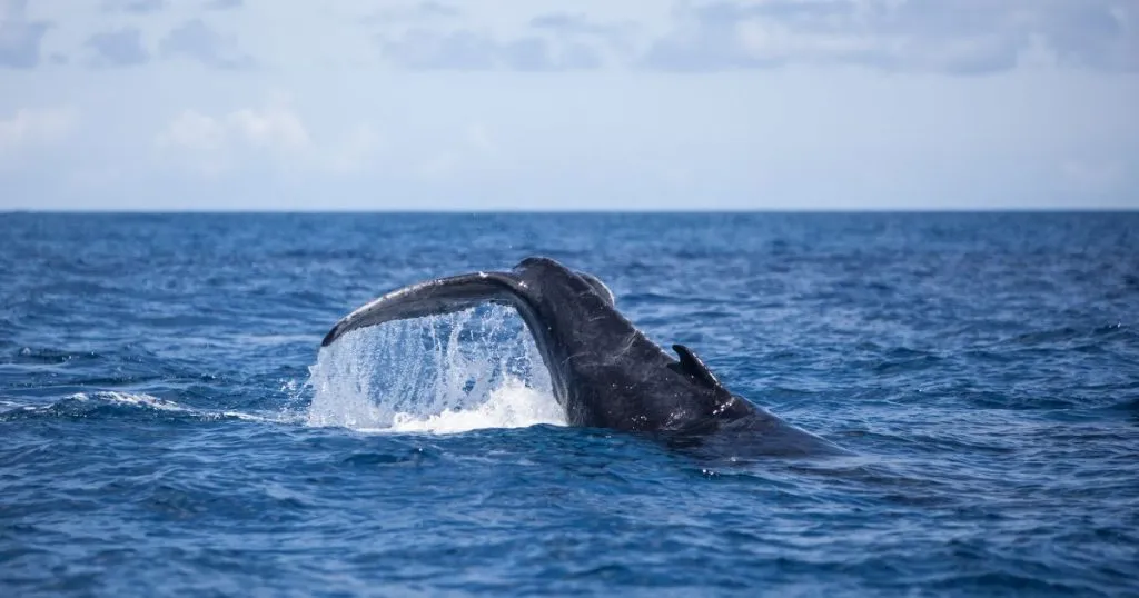  Spot Whales out of Reykjavik