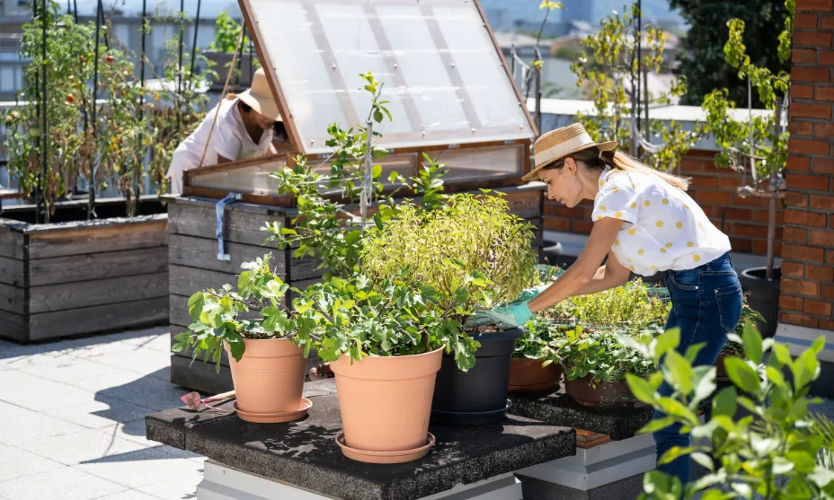 Urban Gardening