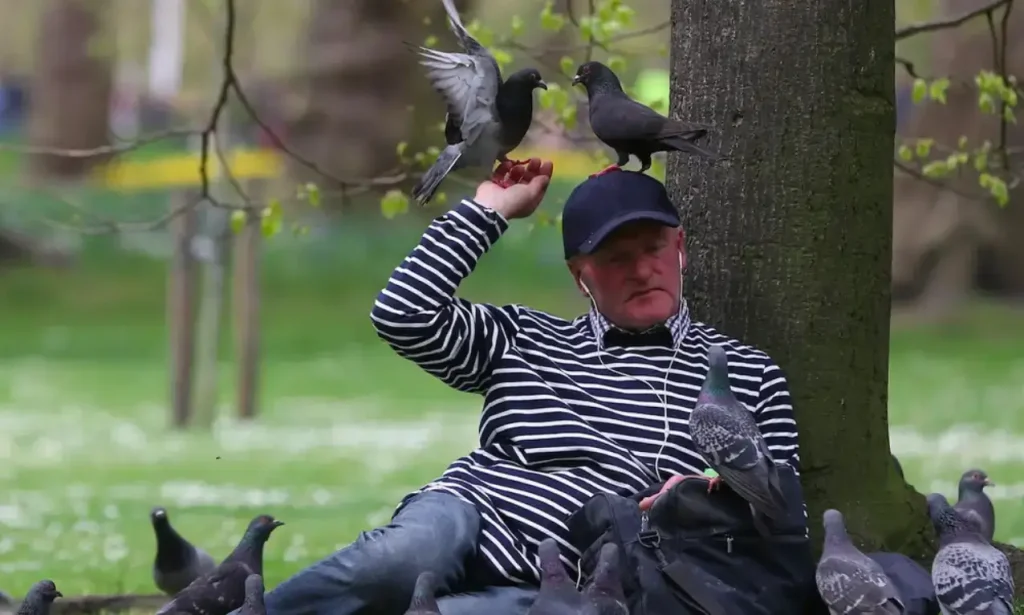 Feed Birds in the Park to keep your mind at rest while watching them chirping and eating grains